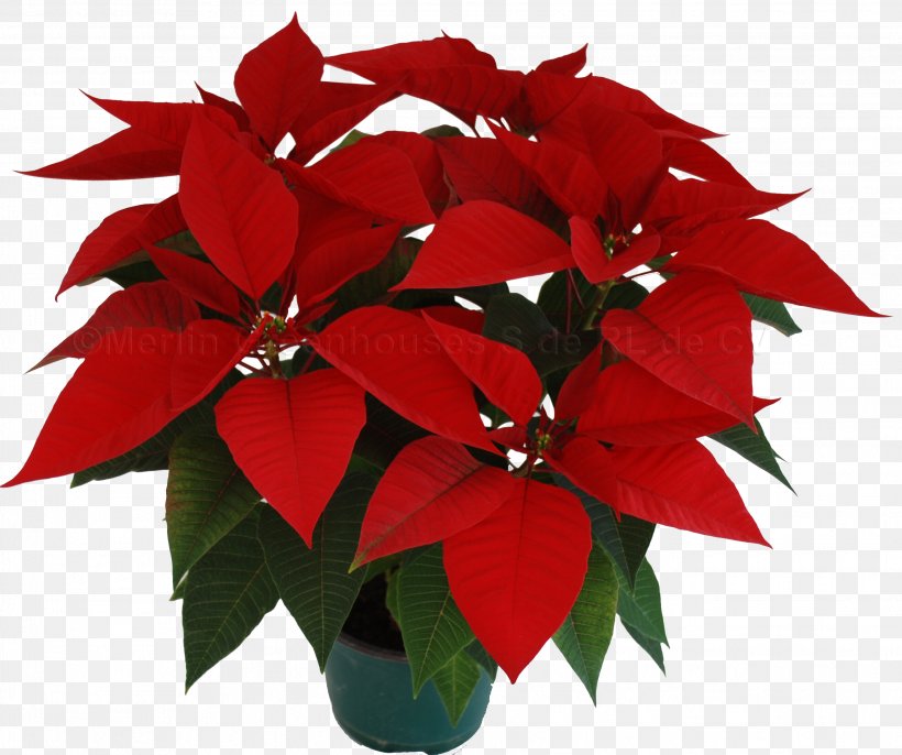 Poinsettia Christmas Eve Flower Bract, PNG, 2644x2214px, Poinsettia, Annual Plant, Bract, Christmas, Christmas Decoration Download Free
