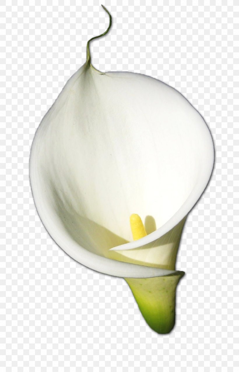 Rose Flower Arum-lily, PNG, 1000x1559px, Rose, Arumlily, Callalily, Display Resolution, Flower Download Free
