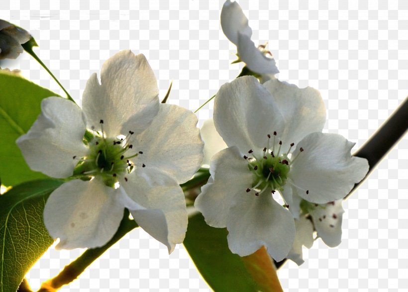 Asian Pear Blossom Flower, PNG, 1920x1376px, Asian Pear, Blossom, Branch, Cherry Blossom, Flower Download Free