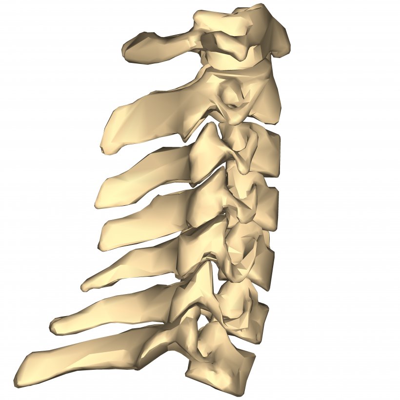 Cervical Vertebrae Spinal Nerve Vertebral Column Thoracic Vertebrae Atlas, PNG, 4500x4500px, Cervical Vertebrae, Anatomy, Atlas, Bone, Cervical Spine Disorder Download Free