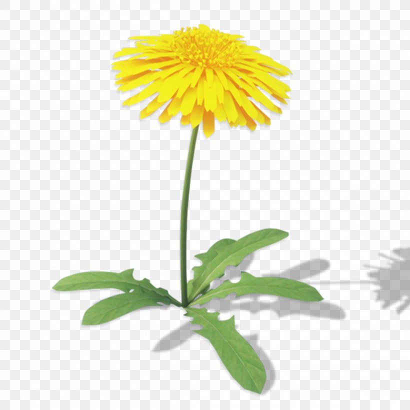 Chrysanthemum Oxeye Daisy Roman Chamomile Safflower Daisy Family, PNG, 1200x1200px, Chrysanthemum, Annual Plant, Calendula, Chamaemelum Nobile, Chamomiles Download Free