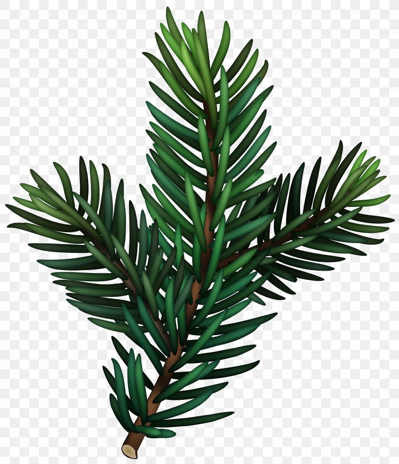 Clip Art Image Design Download, PNG, 4292x5000px, Conifers, American Larch, Balsam Fir, Branch, Canadian Fir Download Free