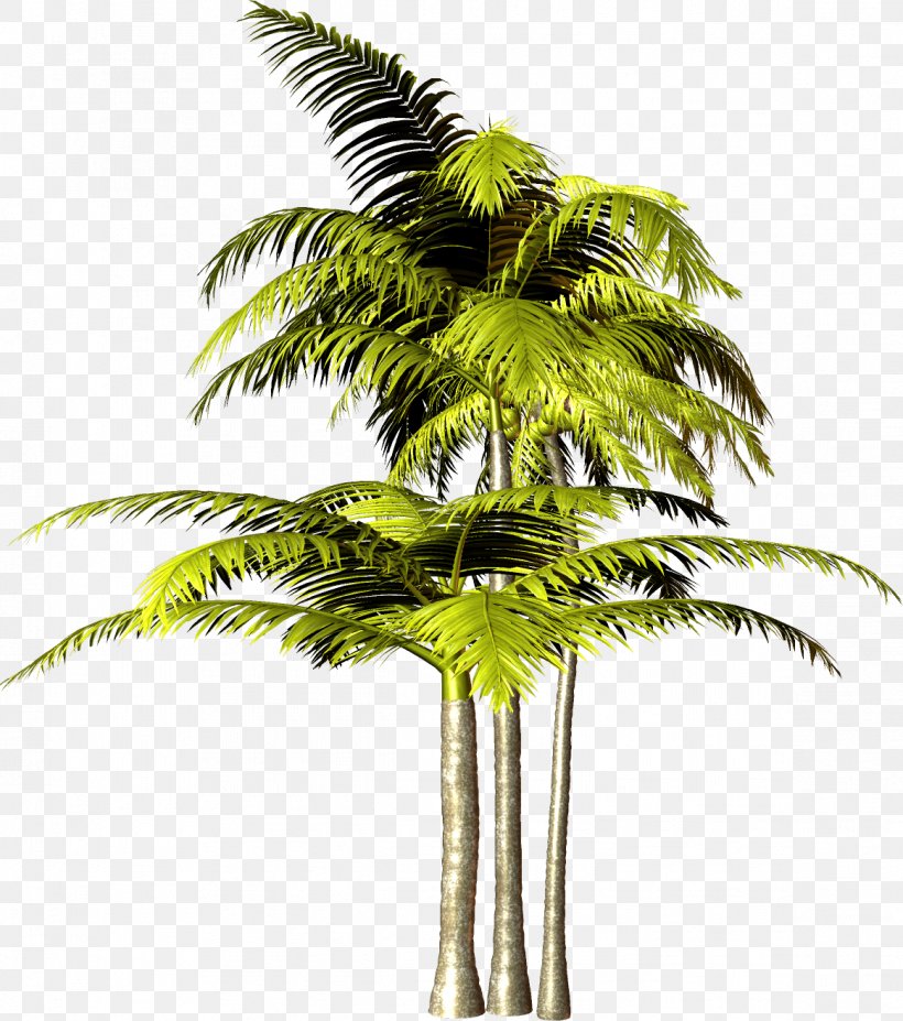 Tree Arecaceae Plant, PNG, 1163x1316px, Tree, Arecaceae, Arecales, Attalea Speciosa, Borassus Flabellifer Download Free