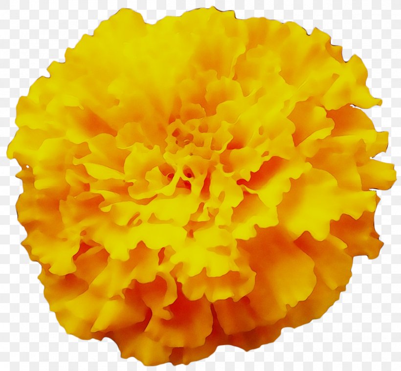 Yellow Carnation, PNG, 1253x1161px, Yellow, Carnation, Cut Flowers, English Marigold, Flower Download Free