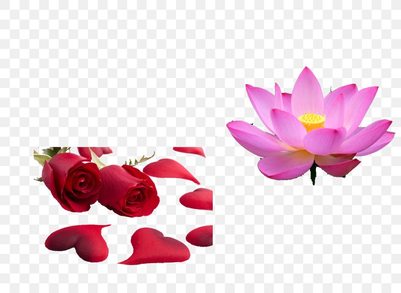Beach Rose Petal, PNG, 800x600px, Beach Rose, Cut Flowers, Flora, Floral Design, Flower Download Free