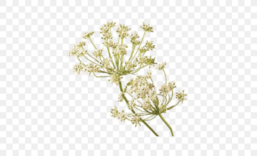 Carrot Seed Oil Flower Floristry Teleflora, PNG, 500x500px, Carrot, Angelica, Anthriscus, Apiales, Black Cumin Download Free