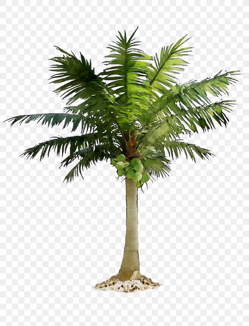 Date Palm Palm Trees Image, PNG, 1477x1935px, Date Palm, Arecales, Attalea Speciosa, Borassus Flabellifer, Coconut Download Free