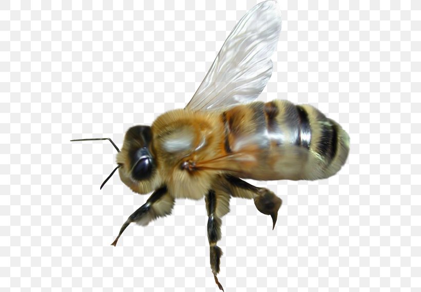 Western Honey Bee Insect Exterminateurs Associés Inc., PNG, 548x569px, Bee, Animal, Arthropod, Cheetah, Fly Download Free