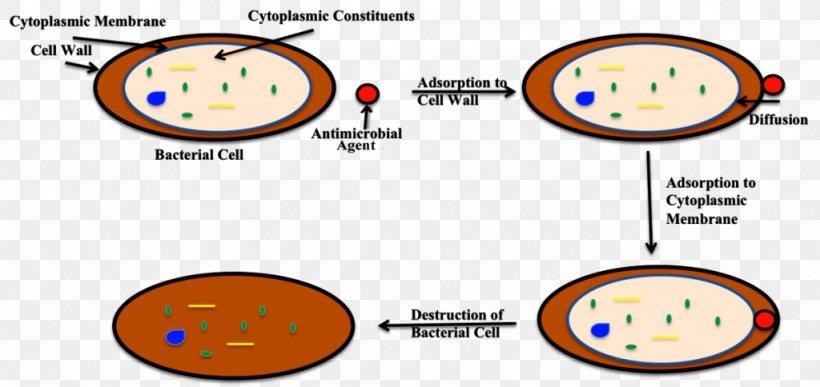 Bleach Bacterial Cell Structure Disinfectants Antimicrobial, PNG, 1024x484px, Bleach, Antibiotics, Antimicrobial, Antimicrobial Resistance, Antiseptic Download Free