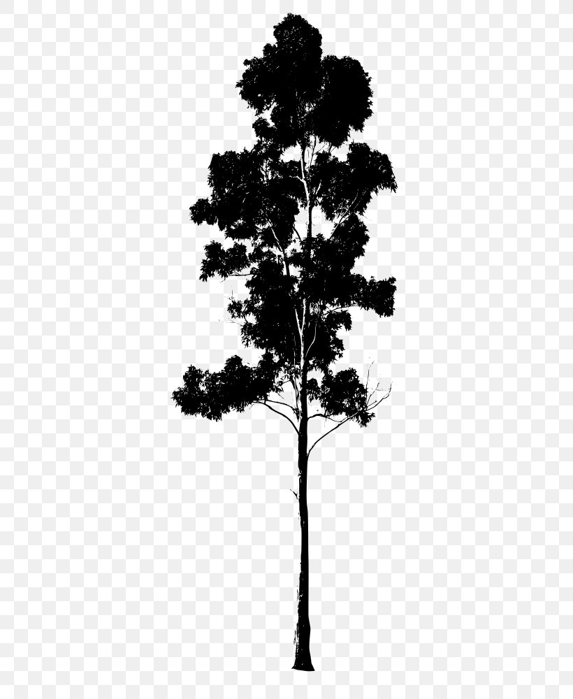 Gum Trees Drawing Pine, PNG, 404x1000px, Gum Trees, Black And White, Branch, Conifer, Conifers Download Free