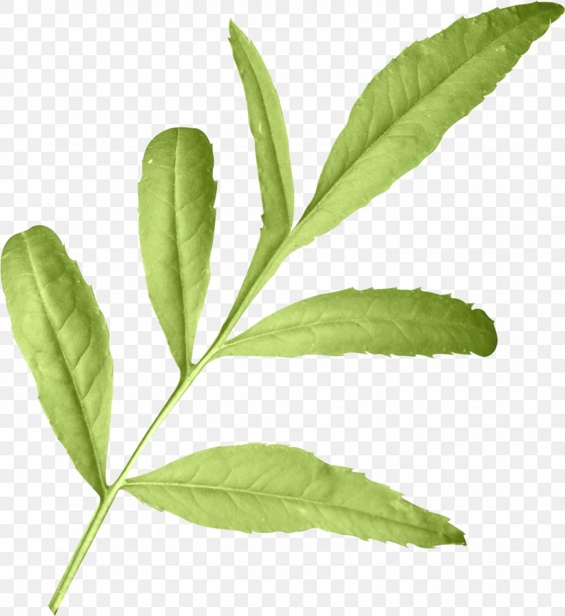 Leaf Herbalism Plant Stem Tree, PNG, 1572x1712px, Leaf, Herb, Herbalism, Organism, Plant Download Free