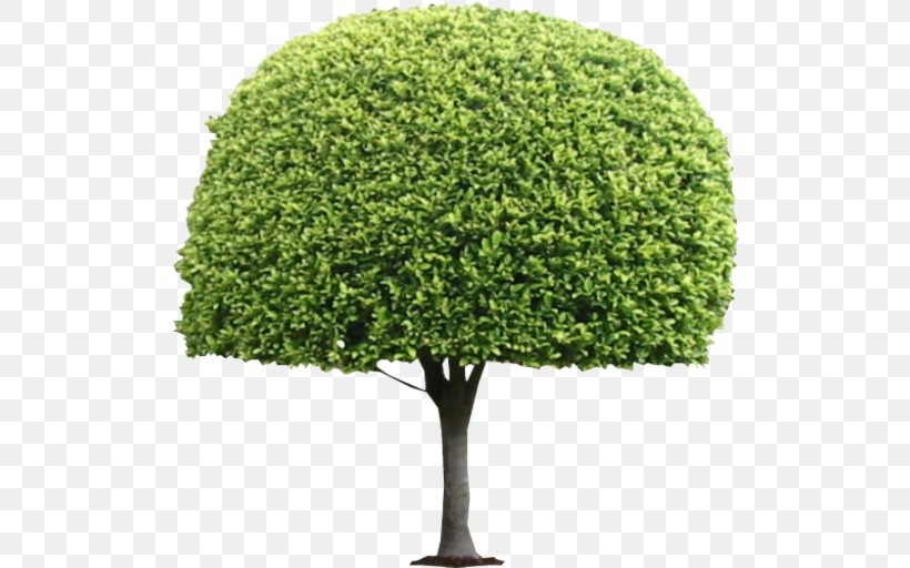 Tree Topiary Shrub Box, PNG, 512x512px, Tree, Box, Evergreen, Grass, Houseplant Download Free