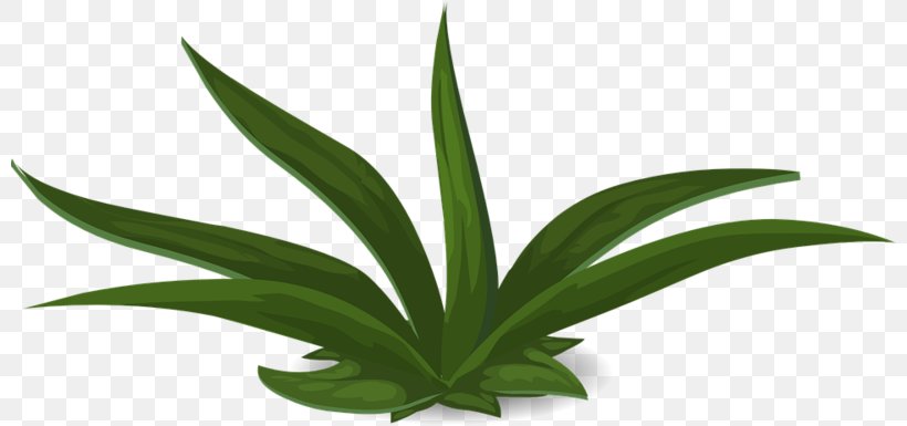 Aloe Vera Leaf, PNG, 801x385px, Plants, Agave, Aloe, Aloe Vera, Flower Download Free