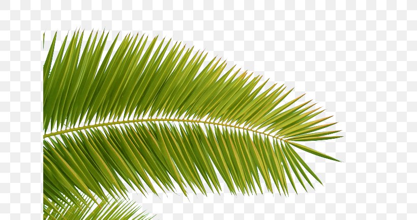 Arecaceae Coconut Leaf Download, PNG, 650x433px, Arecaceae, Arecales, Chart, Coconut, Grass Download Free