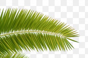 Coconut Tree Leaves Images, Coconut Tree Leaves Transparent PNG, Free ...