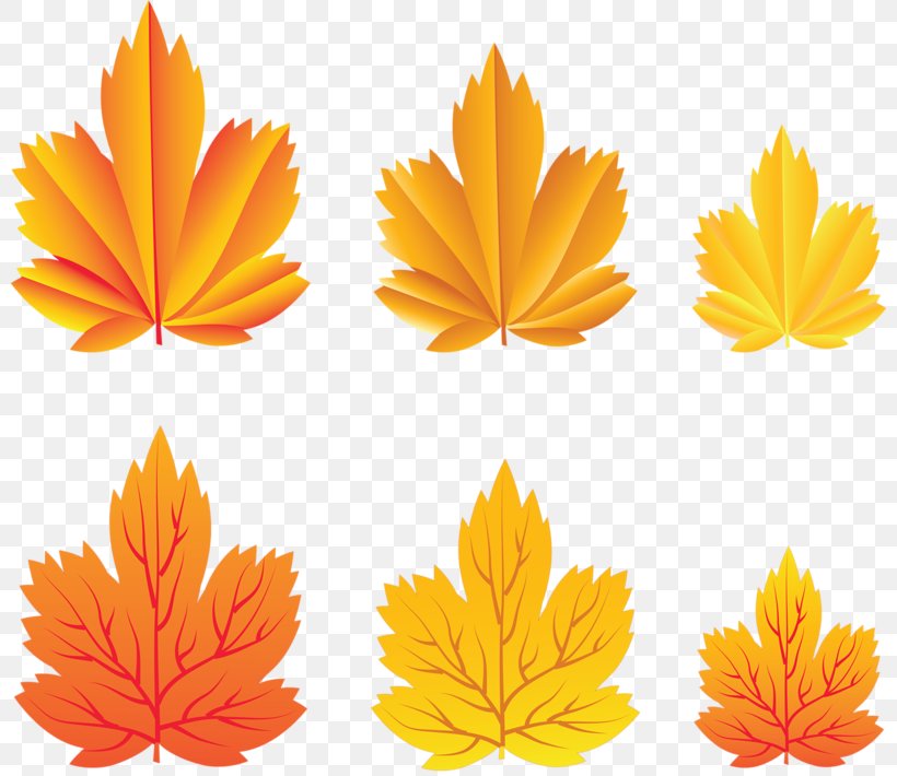 Autumn Leaves Leaf Tree Clip Art, PNG, 800x710px, Autumn Leaves, Abscission, Autumn, Autumn Leaf Color, Calendula Download Free