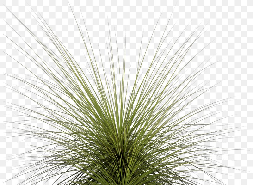 Clip Art, PNG, 800x600px, Alpha Compositing, Animation, Branch, Grass, Grass Family Download Free