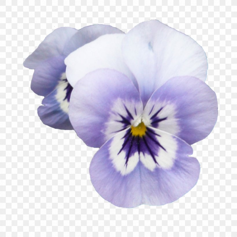 Flower Purple Violet Color, PNG, 895x893px, Flower, Color, Flowering Plant, Lavender, Lilac Download Free