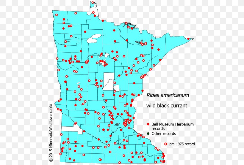 Minnesota Hemlock Spotted Cowbane Poison Philadelphia Fleabane, PNG, 501x556px, Minnesota, Apiaceae, Area, Fleabane, Hemlock Download Free