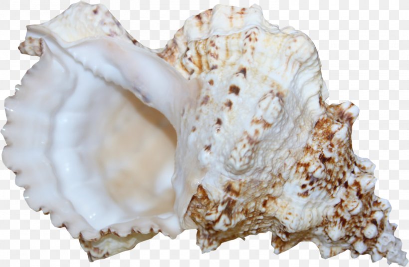 Sea Snail Conch, PNG, 1500x980px, Sea Snail, Albom, Clam, Clams Oysters Mussels And Scallops, Conch Download Free
