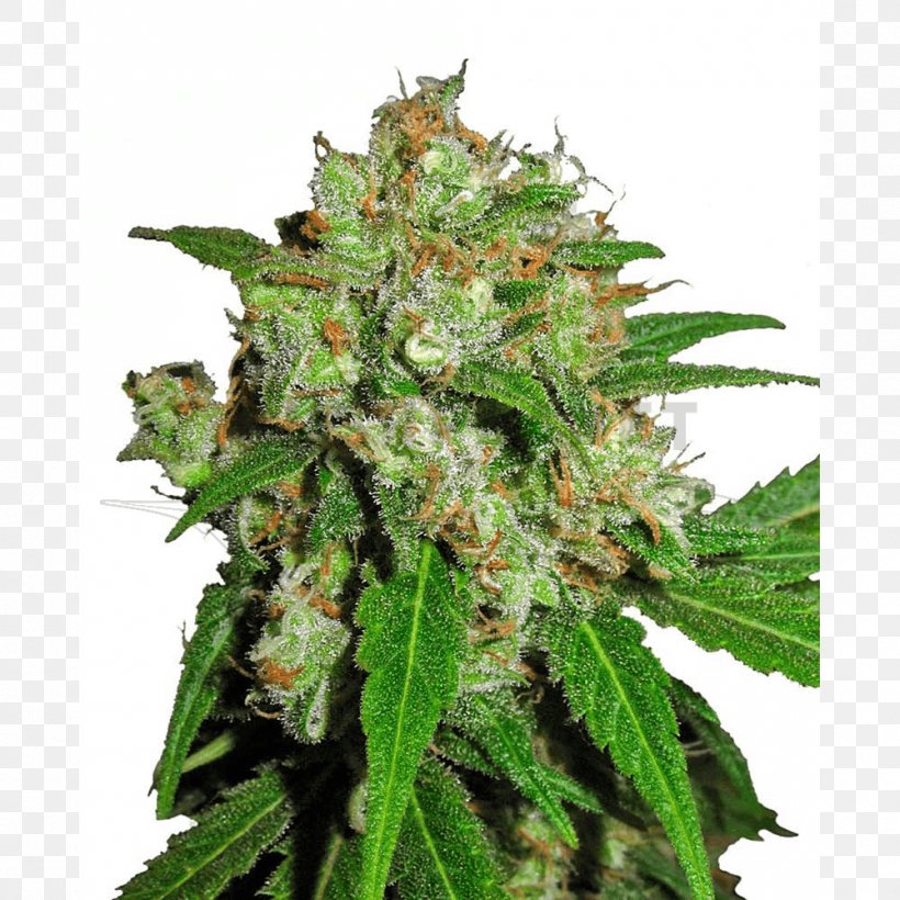 Skunk Sensi Seeds Cannabis Haze, PNG, 1000x1000px, Skunk, Autoflowering Cannabis, Cannabis, Cannabis Cup, Crop Download Free