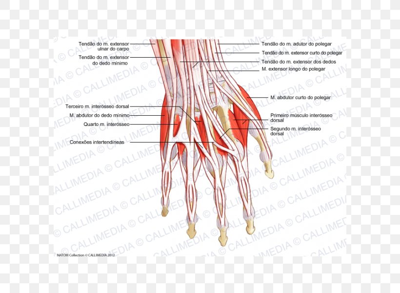 Thumb Extensor Digitorum Muscle Hand Forearm, PNG, 600x600px, Watercolor, Cartoon, Flower, Frame, Heart Download Free