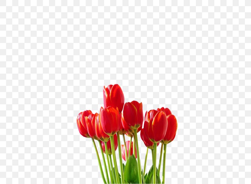 Tulip Cut Flowers Plant Stem Petal, PNG, 600x600px, Tulip, Cut Flowers, Flower, Flowering Plant, Lily Family Download Free