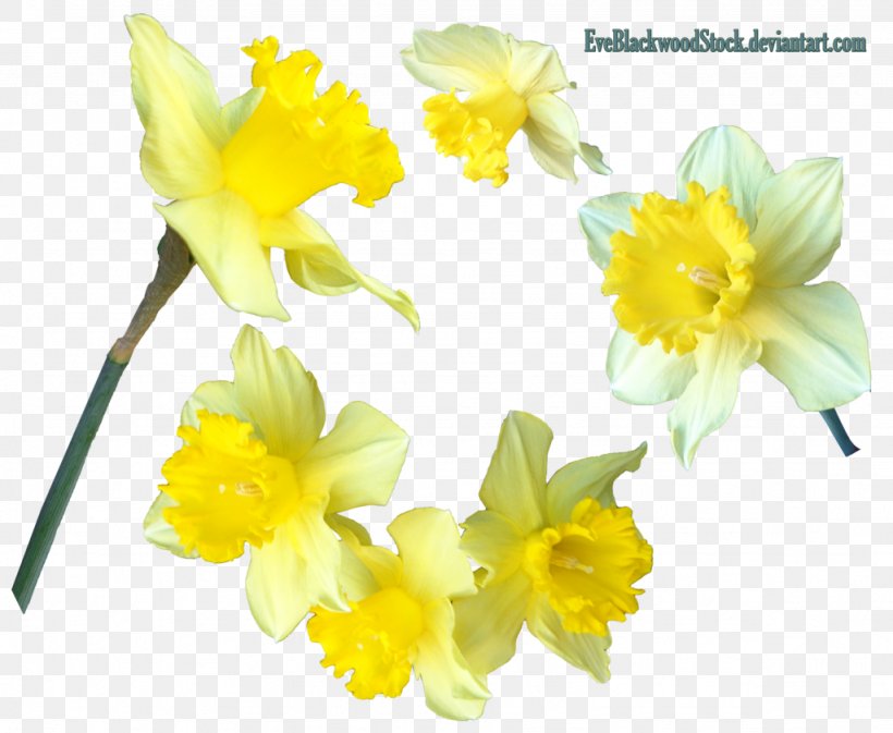 Jonquil Clip Art, PNG, 1024x841px, Jonquil, Amaryllidaceae, Amaryllis Family, Bulb, Cut Flowers Download Free