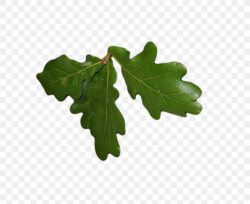 Leaf Oak Plants Tree, PNG, 800x672px, Leaf, Acorn, Digital Image, Oak, Plant Download Free