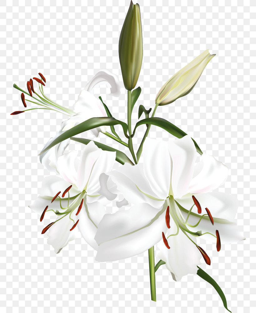 Lily Flower, PNG, 754x1000px, Lily Flower, Arrangement, Choir, Concert, Floral Design Download Free