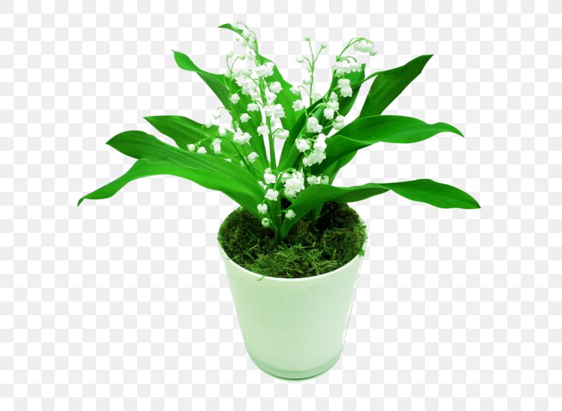 Lily Of The Valley Plant Vine Flower Cutting, PNG, 600x600px, Lily Of The Valley, Chinese Money Plant, Cut Flowers, Cutting, Floraison Download Free