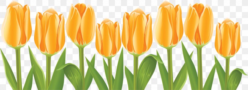 Tulip Flower Clip Art, PNG, 1944x709px, Tulip, Art, Bud, Decoupage, Floral Design Download Free