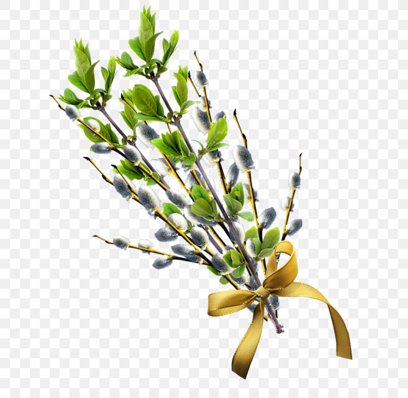 Willow Clip Art, PNG, 649x800px, Willow, Branch, Bud, Cut Flowers, Digital Image Download Free