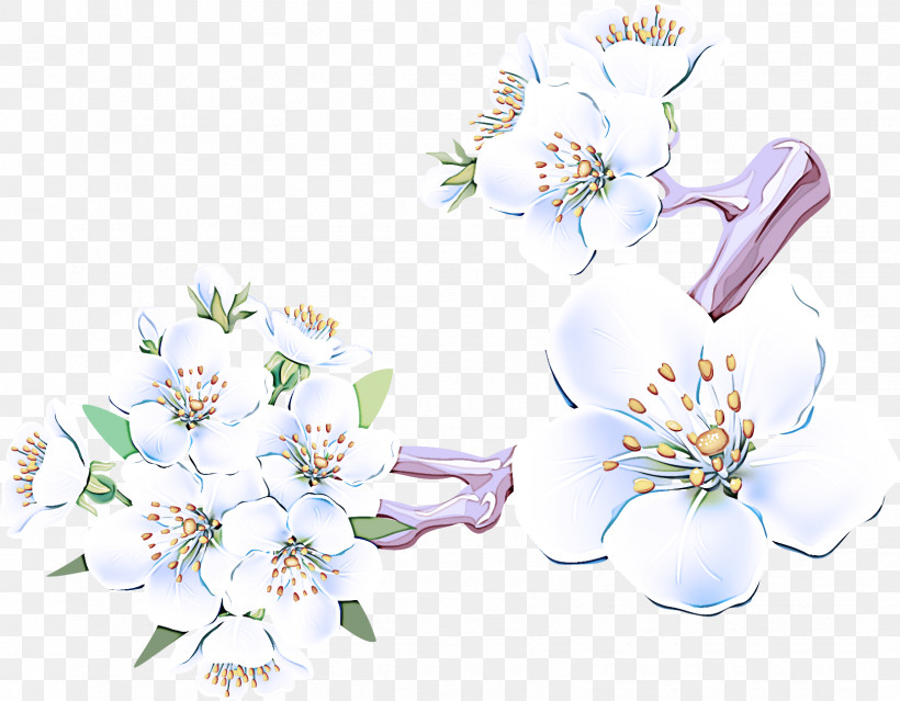 Flower Plant Lilac Petal Blossom, PNG, 1621x1265px, Flower, Blossom, Lilac, Magnolia, Petal Download Free