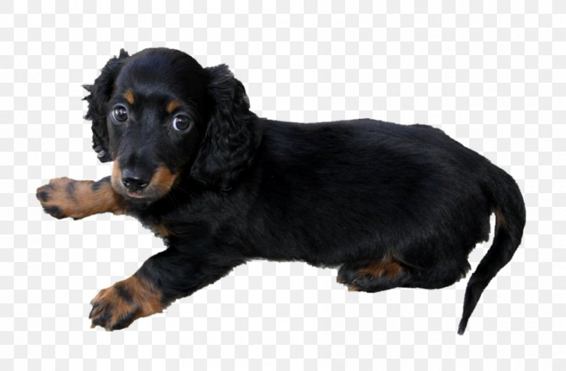 Dachshund Puppy Jack Russell Terrier Yorkshire Terrier Dog Breed, PNG, 900x591px, Dachshund, Austrian Black And Tan Hound, Black And Tan Coonhound, Breed, Carnivoran Download Free