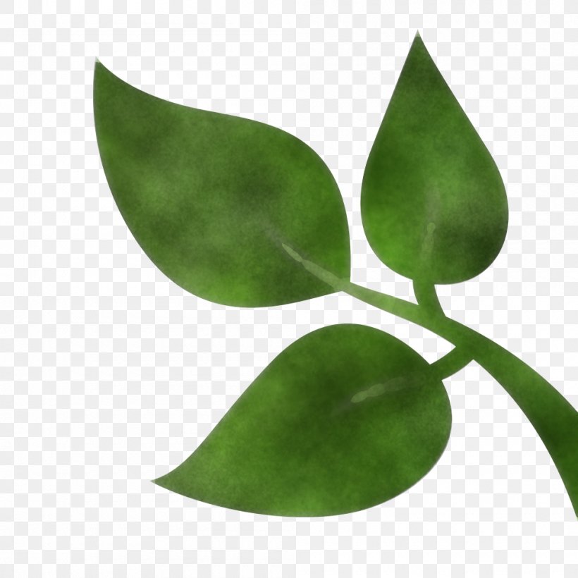 Leaf Green Plant Flower Tree, PNG, 1000x1000px, Leaf, Eucalyptus, Flower, Flowering Plant, Green Download Free