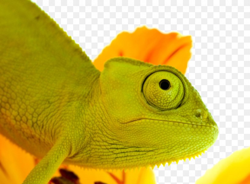 Reptile Lizard Chamaeleo Jacksons Chameleon, PNG, 877x648px, Reptile, African Chameleon, Animal, Chamaeleo, Chameleon Download Free