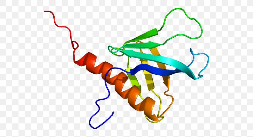 DDEF1 Protein Gene Pleckstrin Homology Domain Ankyrin Repeat, PNG, 586x444px, Protein, Artwork, Gene, General Transcription Factor, Human Download Free