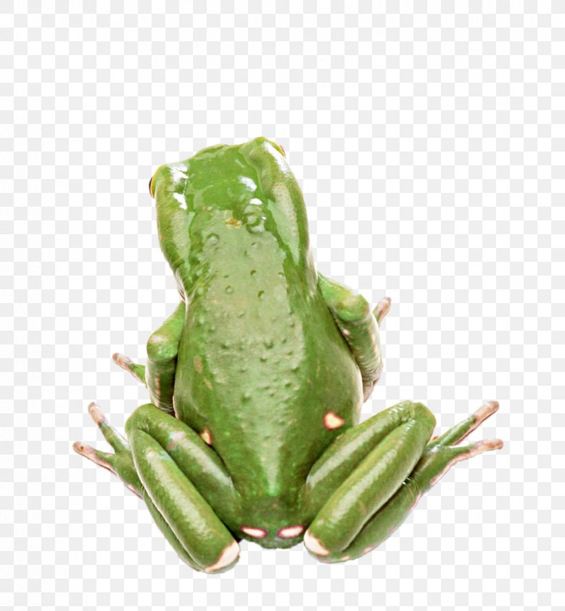 Edible Frog Animal Tree Frog Wallpaper, PNG, 824x892px, Frog, Amphibian, Animal, Australian Green Tree Frog, Depositfiles Download Free