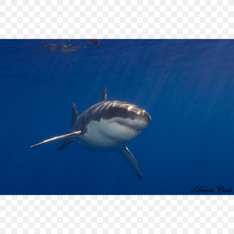 Great White Shark Tiger Shark Marine Biology Requiem Sharks, PNG, 1024x1024px, Great White Shark, Biology, Carcharhiniformes, Carcharodon, Cartilaginous Fish Download Free