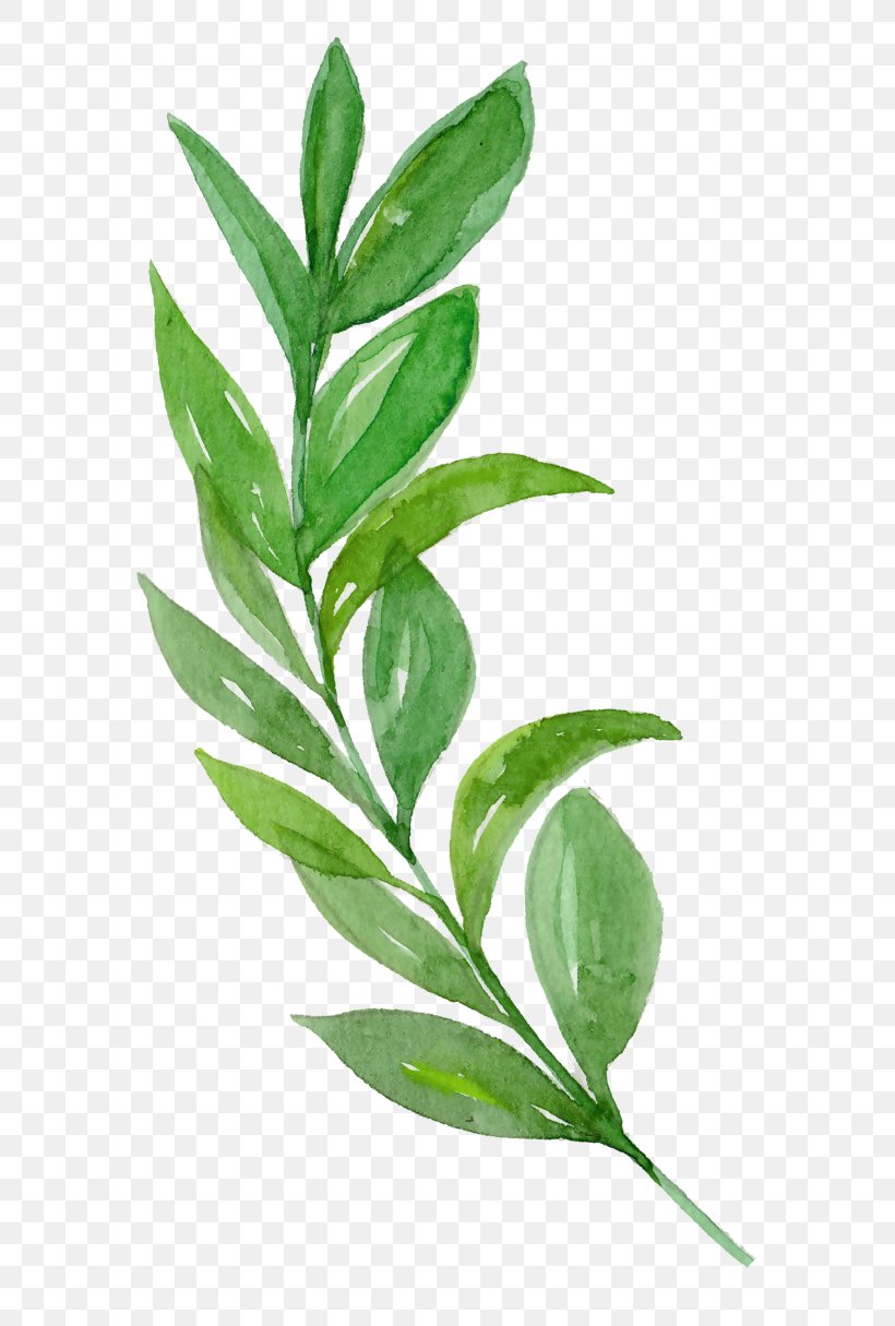 Libya Ink Leaf, PNG, 658x1215px, Libya, Branch, Coreldraw, Herb, Herbalism Download Free