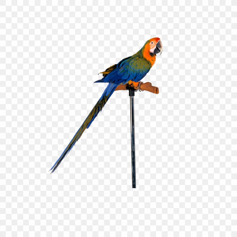 Lovebird True Parrot Macaw, PNG, 1000x1000px, Bird, Beak, Bird Supply, Common Pet Parakeet, Fauna Download Free