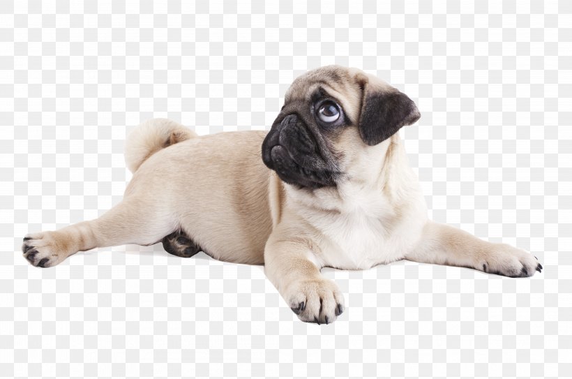 Pug Puppy Purebred Dog Dog Breed Snout, PNG, 4188x2775px, Pug, Animal, Canidae, Carnivoran, Companion Dog Download Free