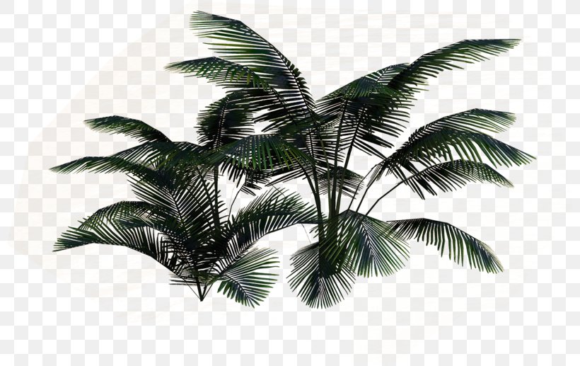 Coconut Leaf, PNG, 800x517px, Coconut, Arecales, Leaf, Palm Tree, Plant Download Free