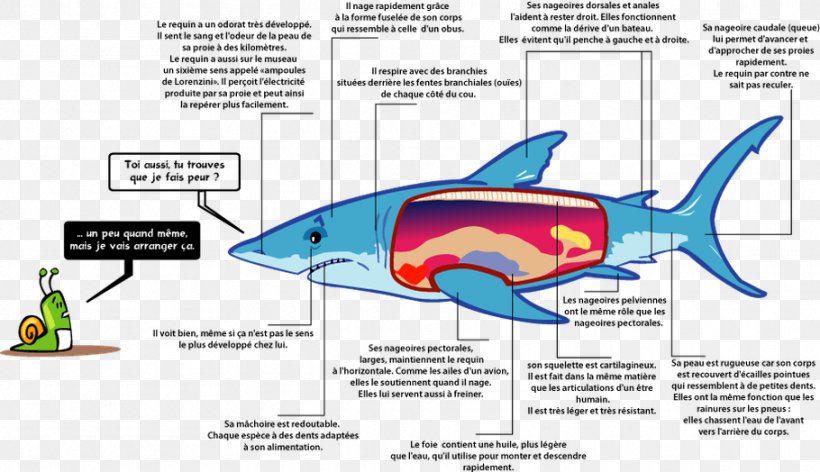 Great White Shark Fish Remora Megalodon, PNG, 910x524px, Shark, Batoidea, Cartilaginous Fish, Cetacea, Drawing Download Free