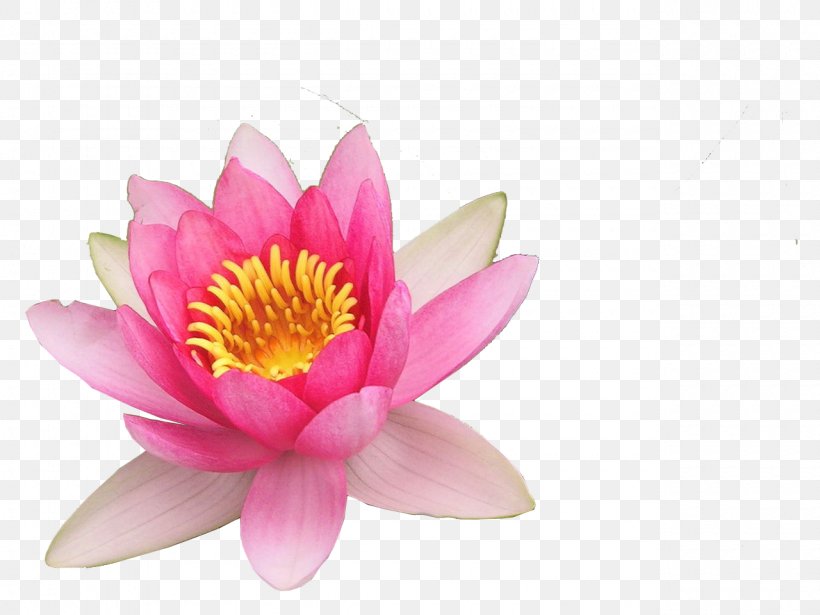 Nelumbo Nucifera Close-up Petal Lotus, PNG, 1280x960px, Nelumbo Nucifera, Aquatic Plant, Close Up, Closeup, Flower Download Free