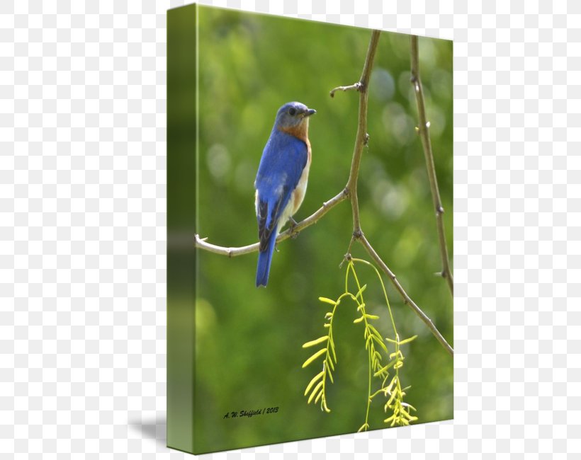 Swallow Eastern Bluebird Gallery Wrap Cobalt Blue Canvas, PNG, 473x650px, Swallow, Art, Beak, Bird, Bluebird Download Free