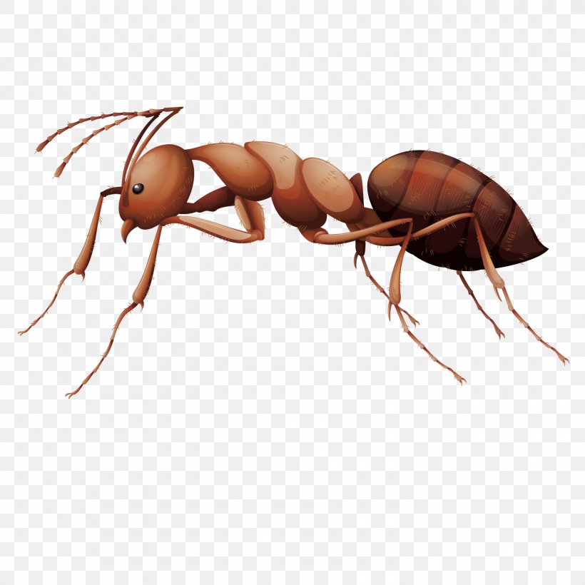 Ant Insect Stock Photography Illustration, PNG, 1500x1500px, Ant, Arthropod, Beetle, Diagram, Fly Download Free