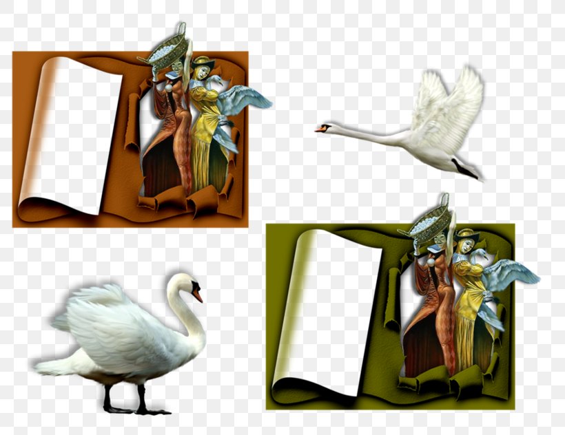 Beak Goose Cygnini Duck Bird, PNG, 800x632px, Beak, Anatidae, Bird, Cygnini, Duck Download Free