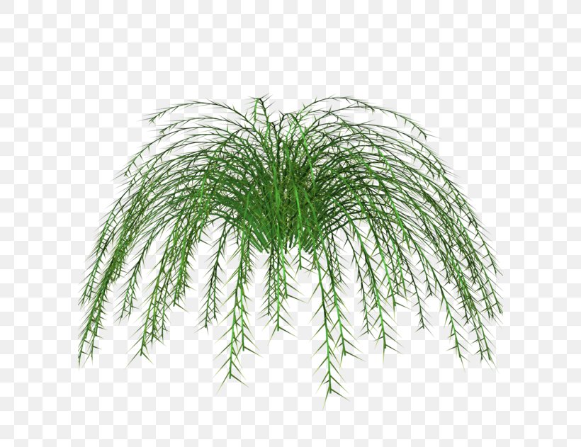 Chlorophytum Comosum Plant Stem Fern, PNG, 600x631px, Chlorophytum Comosum, Branch, Chlorophytum, Equisetum, Evergreen Download Free